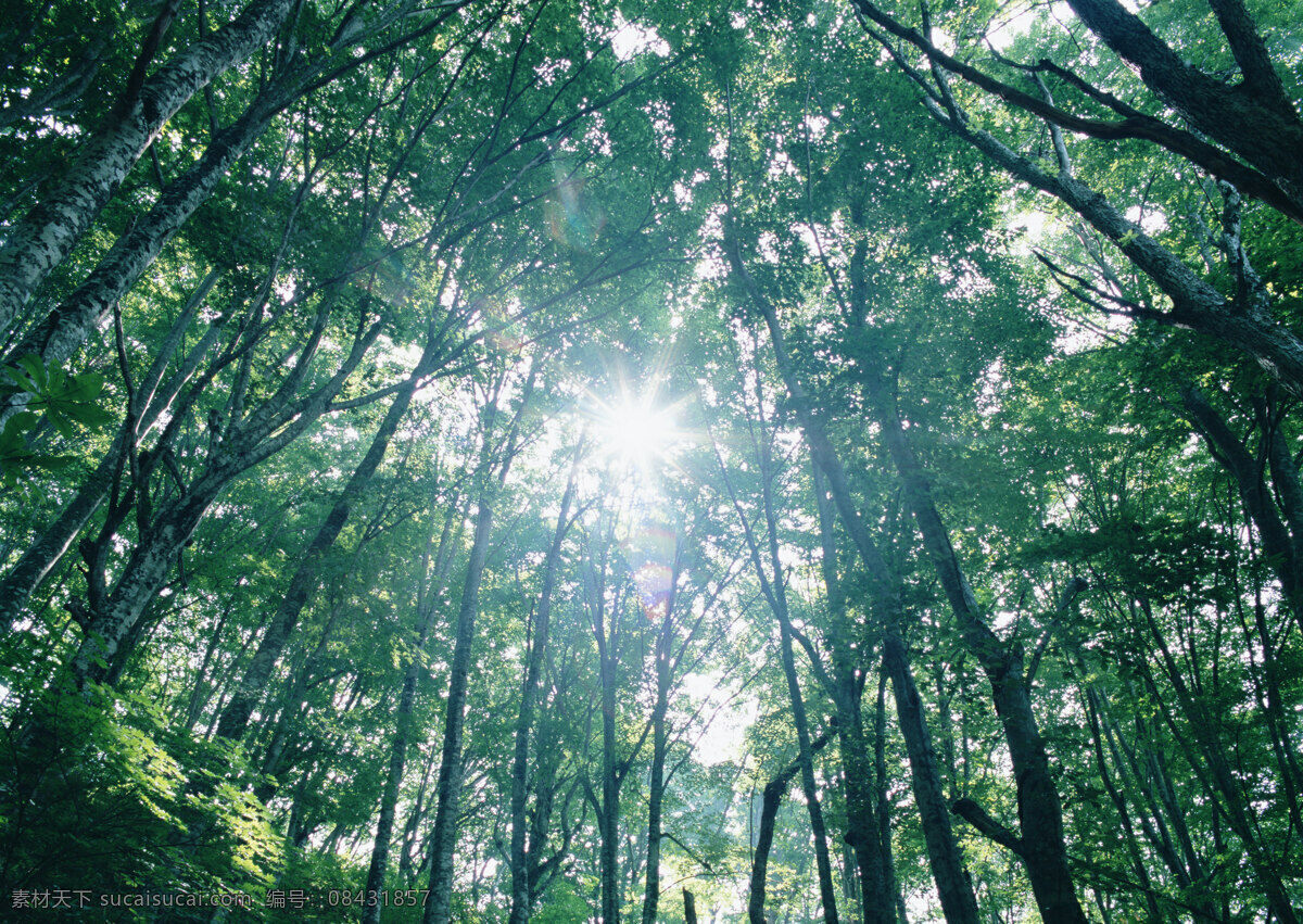 树林图片 森林树木 树林风景图片 树林高清图片 树木树叶 植物素材 生物世界 高清图片 花草树木