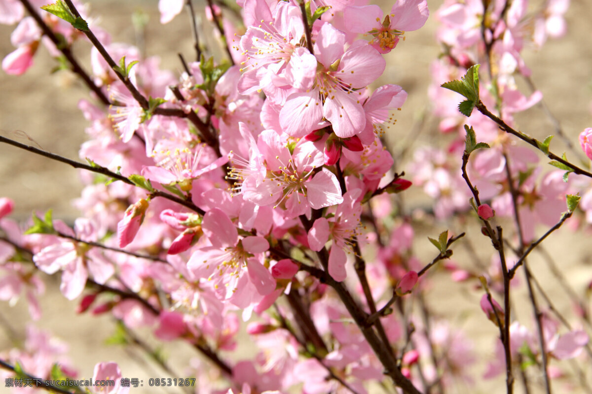 春日 桃花 春天 风景 花 花草 生物世界 最美 春日桃花 psd源文件