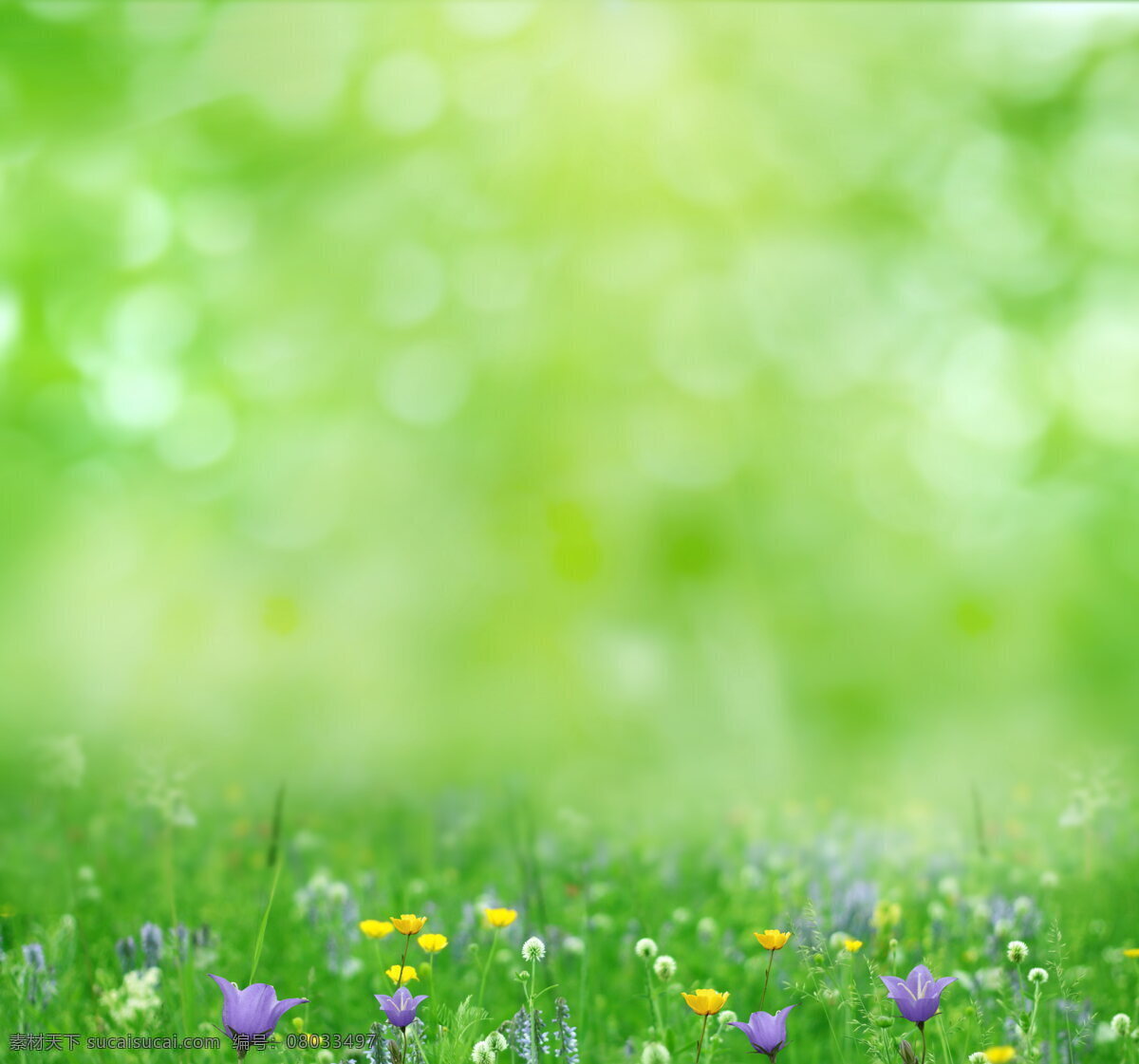 绿色 花草 背景 草丛 花草背景 花丛 花朵 花儿 绿草 绿色背景 绿色清新 绿色花草 图片背景 鲜花 小花 小草 青草 植物 植物背景 背景图片
