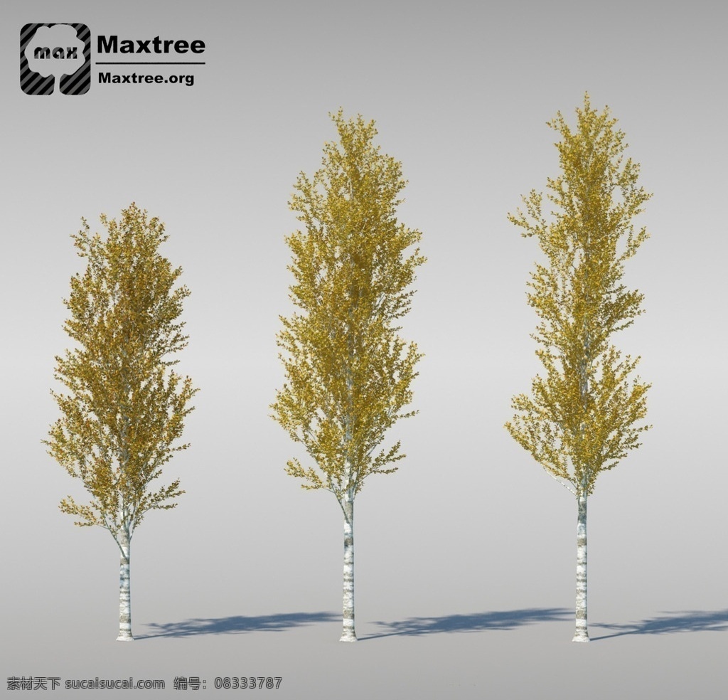 桦树 花 植物 植物模型 草 草模型 花模型 园林植物 街头道具模型 3d设计 室外模型 max