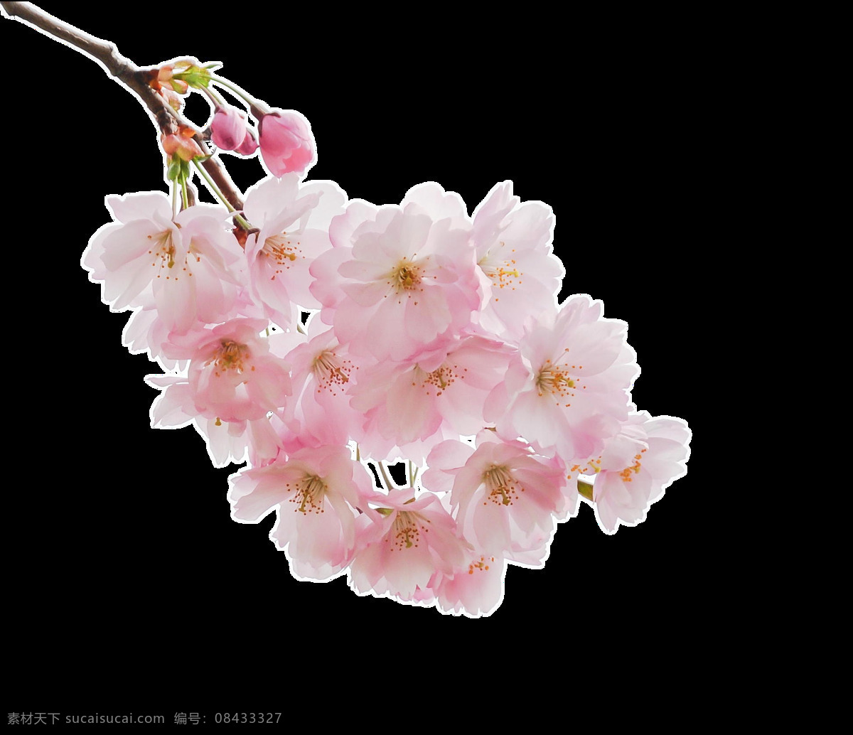 支 桃花 元素 粉色
