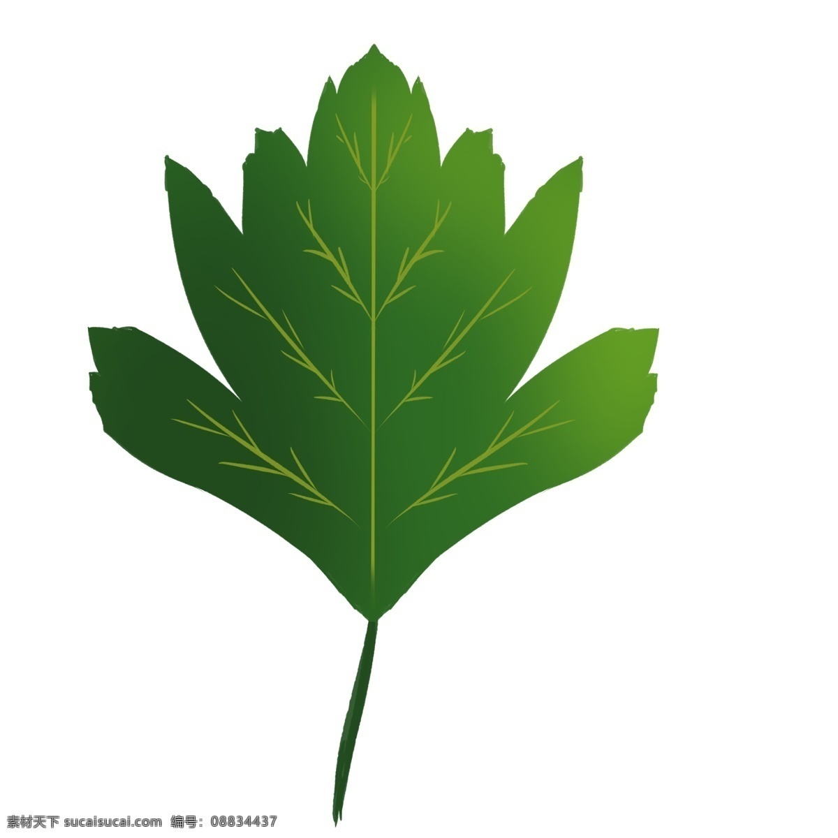 绿色 山楂 树叶 插画 一片树叶 绿色叶子 绿叶 一片绿叶 绿色山楂树叶 树叶子 植物