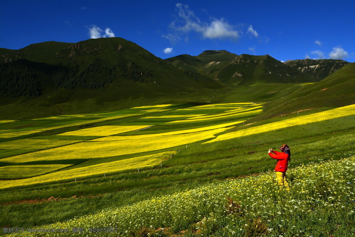 青海 祁连县 油菜花 风景