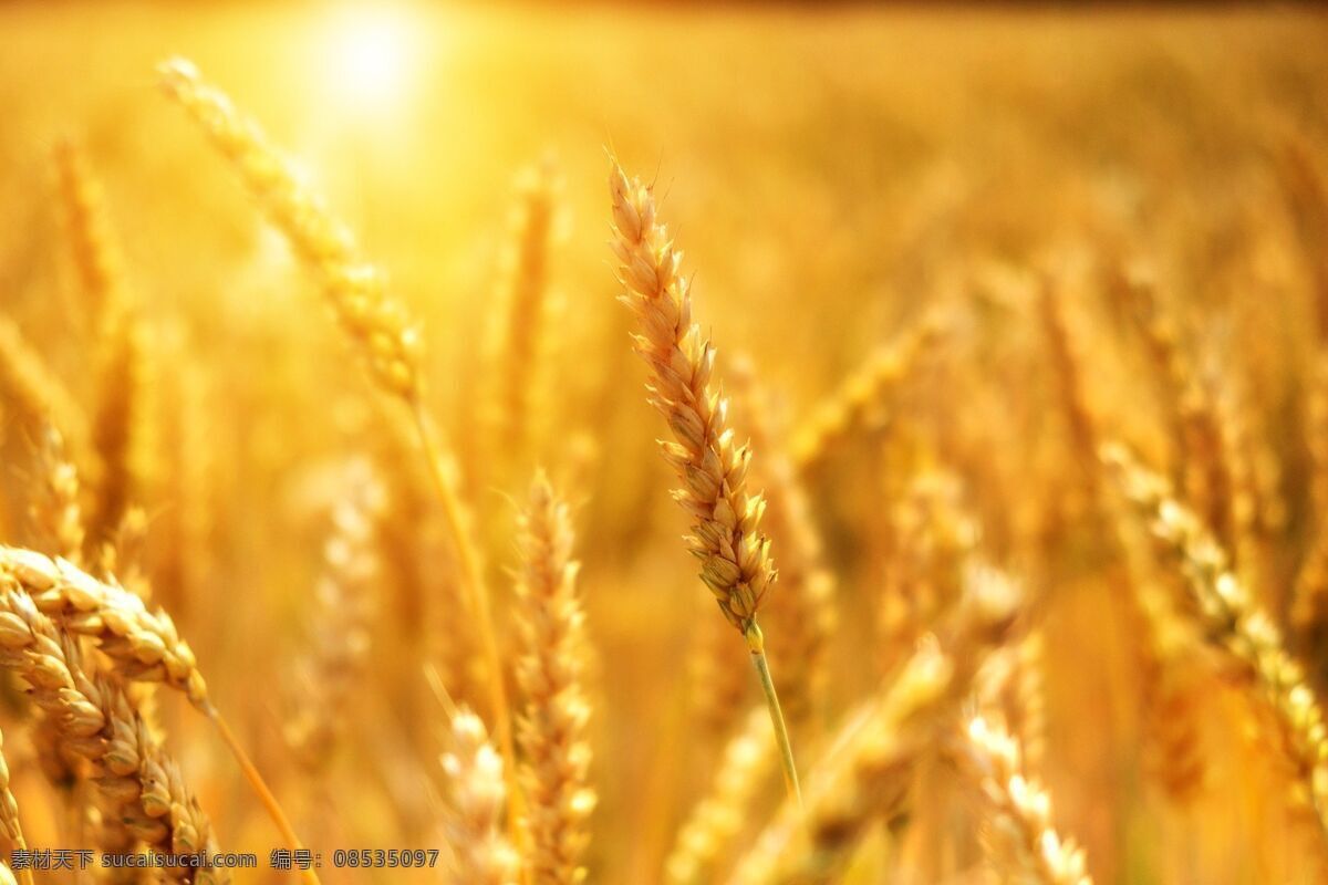小麦图片 小麦 小麦照片 小麦摄影图 小麦相片 生物世界 花草