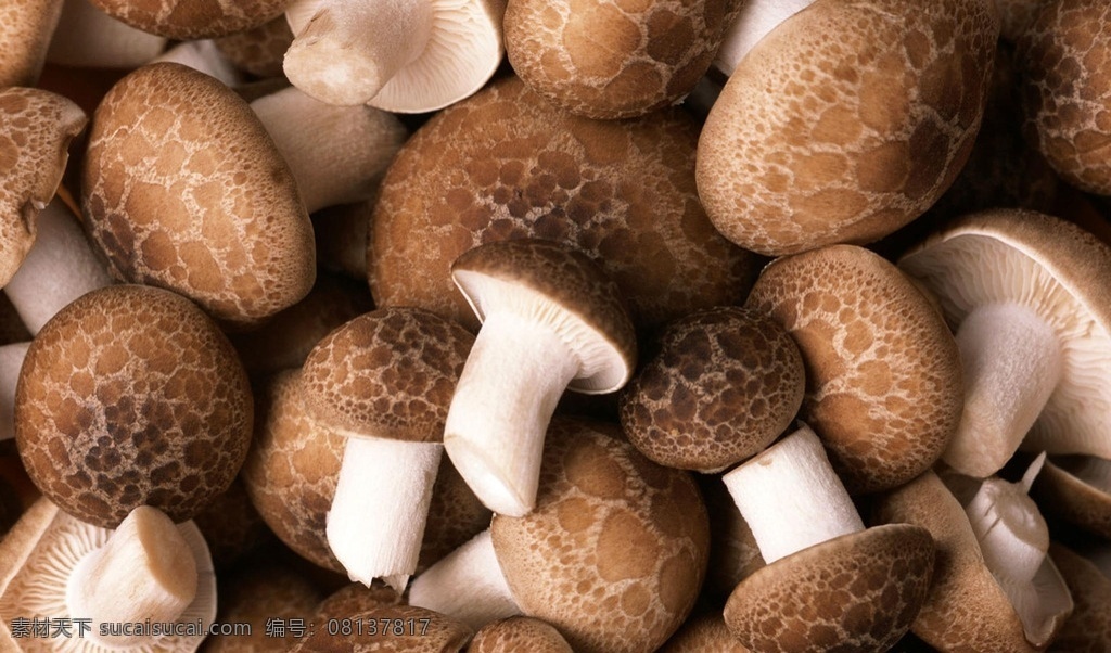 香菇 菌类 蔬菜 食物 美食 生物世界