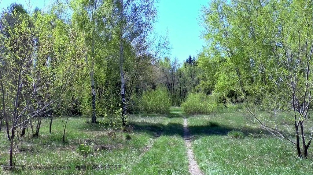 视频背景 实拍视频 视频 视频素材 视频模版 胡杨树 树木 树木视频