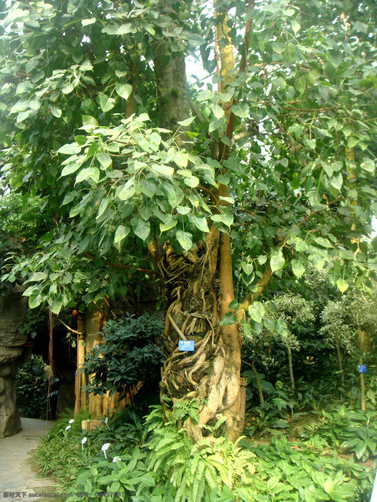 热带植物 菩提树 热带雨林 原始森林 国家级 自然保护区 植被 常绿阔叶林 森林 树林 热带丛林 自然风景 国内旅游 旅游摄影 树木树叶 生物世界