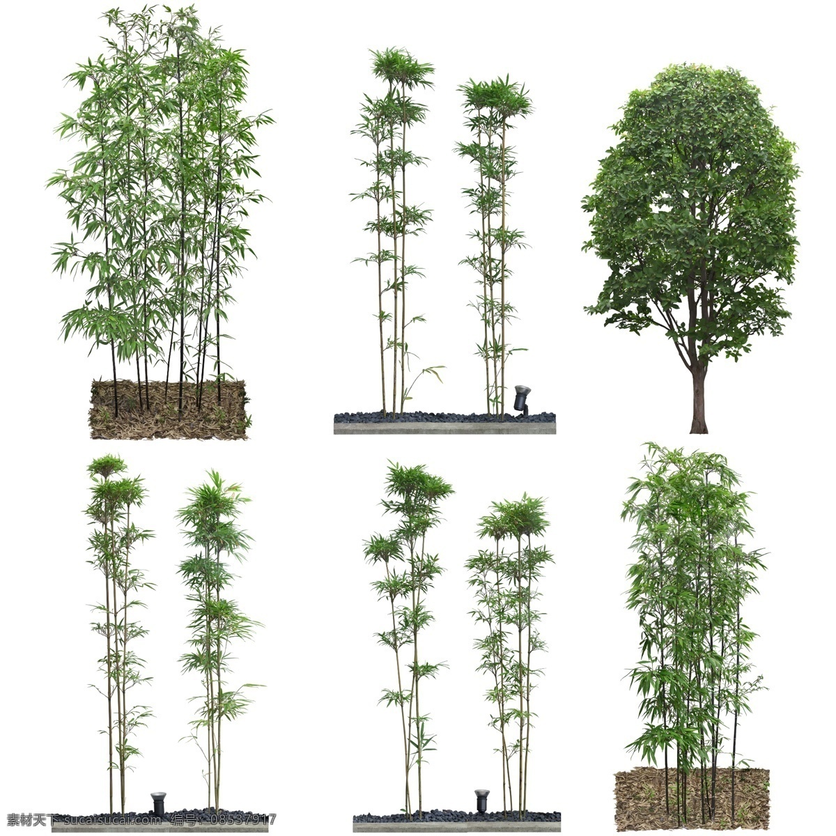竹子 竹子素材 园林树 景观树 灌木 分层