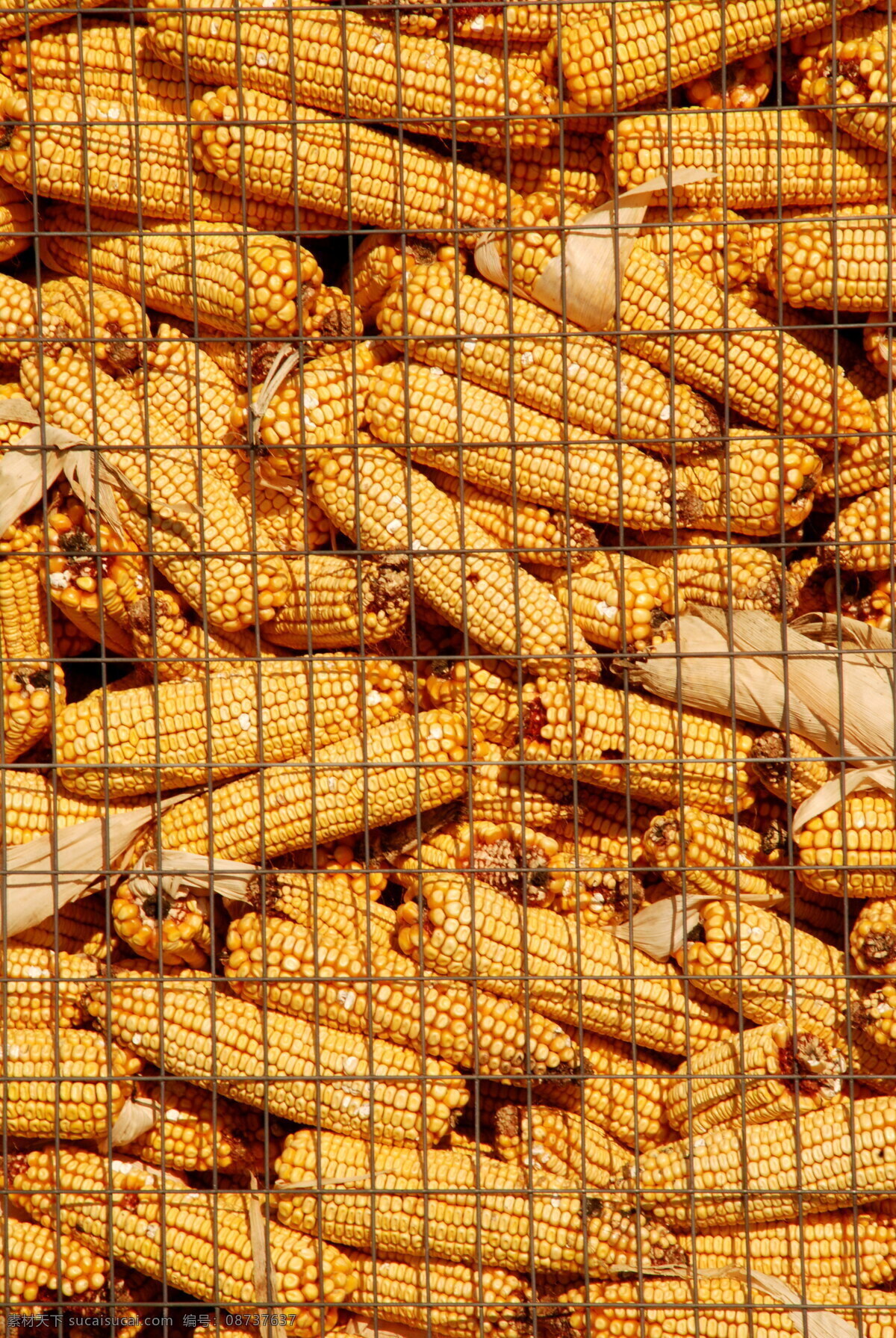 许多 金色 玉米 金色玉米 包谷 食物 食品 玉米棒 粮食 农产品 食材 食物原料 食材原料 玉米穗 玉米粒 农作物 特写 丰收 网 铁质 囤起来 堆起来 许多玉米 高清图片 蔬菜图片 餐饮美食