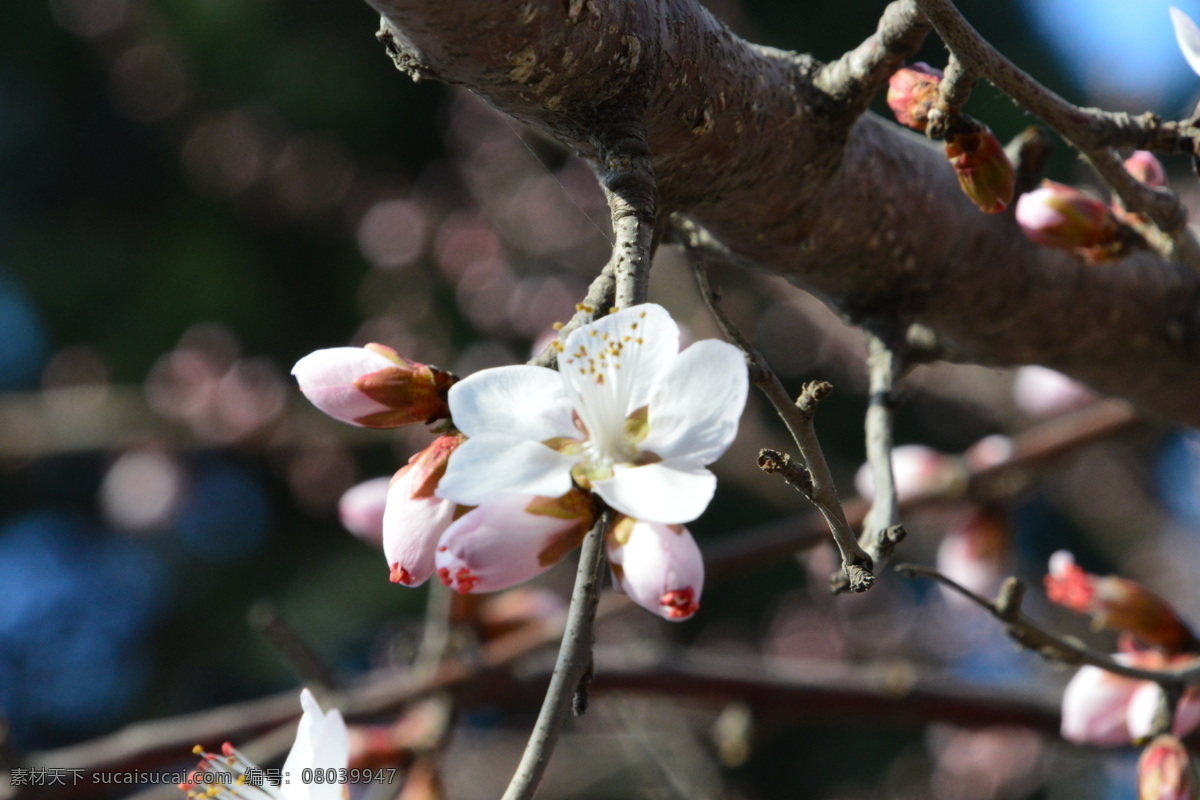 山桃花 桃花美景 绿化景观 桃花 春花 花卉 花儿 花卉特写 花草 园林景观 公园美景 山桃碧桃 生物世界