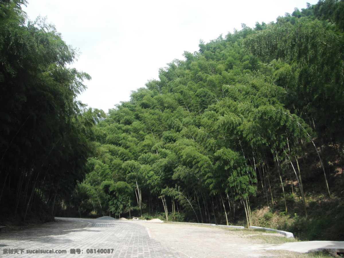 竹海 旅游摄影 竹林 自然风景 安徽宏村 矢量图 日常生活
