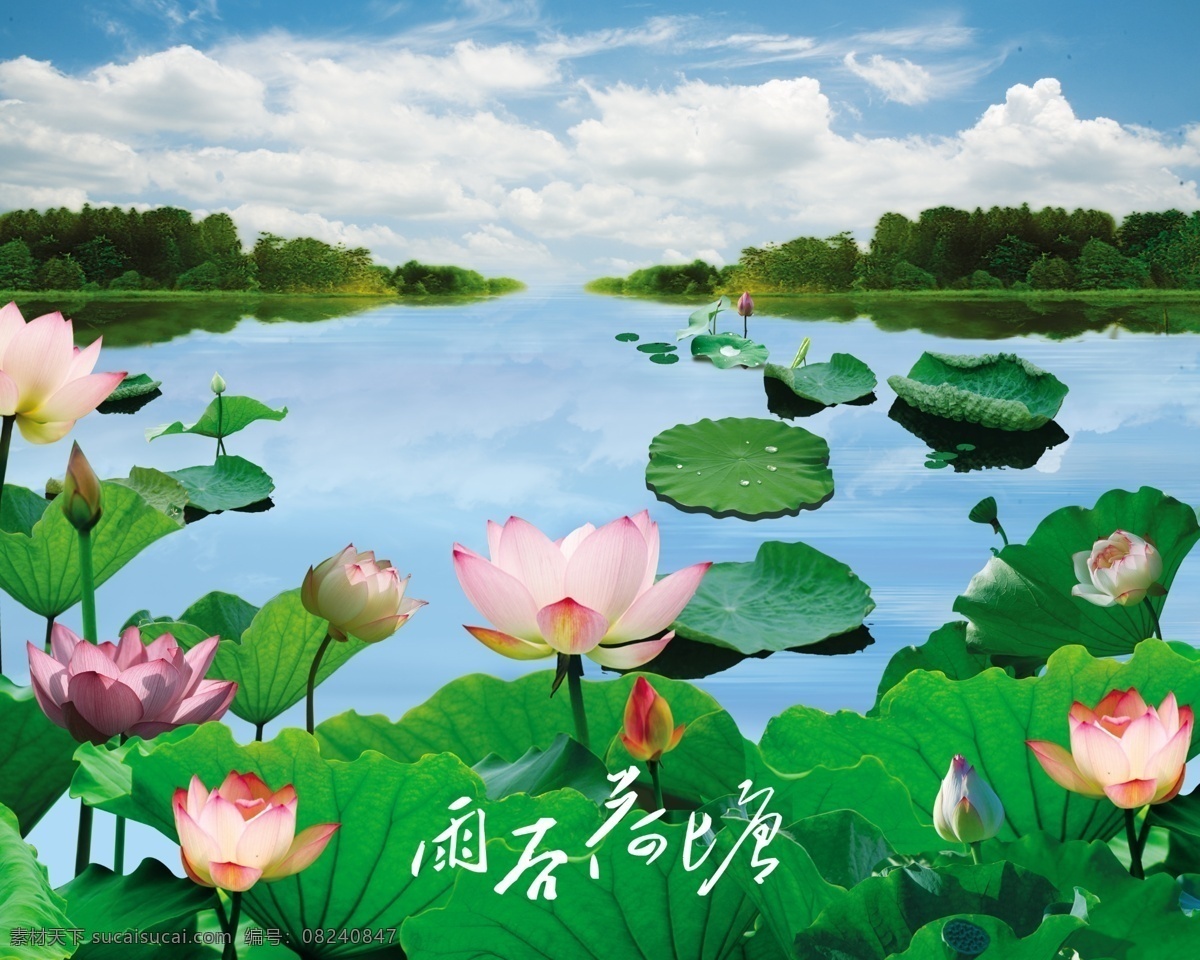 荷花 湖水 湖 莲叶 树林 白云