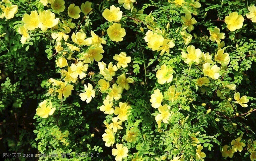 蔷薇 黄蔷薇 蔷薇科 黄蔷薇花 黄色蔷薇花 花朵 花瓣 鲜花 阳光 逆光 光影 美文插图 清新 自然 生物世界 花草