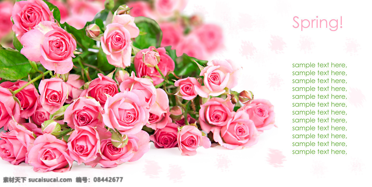 美丽玫瑰花 美丽鲜花 玫瑰花 粉红玫瑰 花朵 鲜花背景 温馨 浪漫 花草树木 生物世界 白色