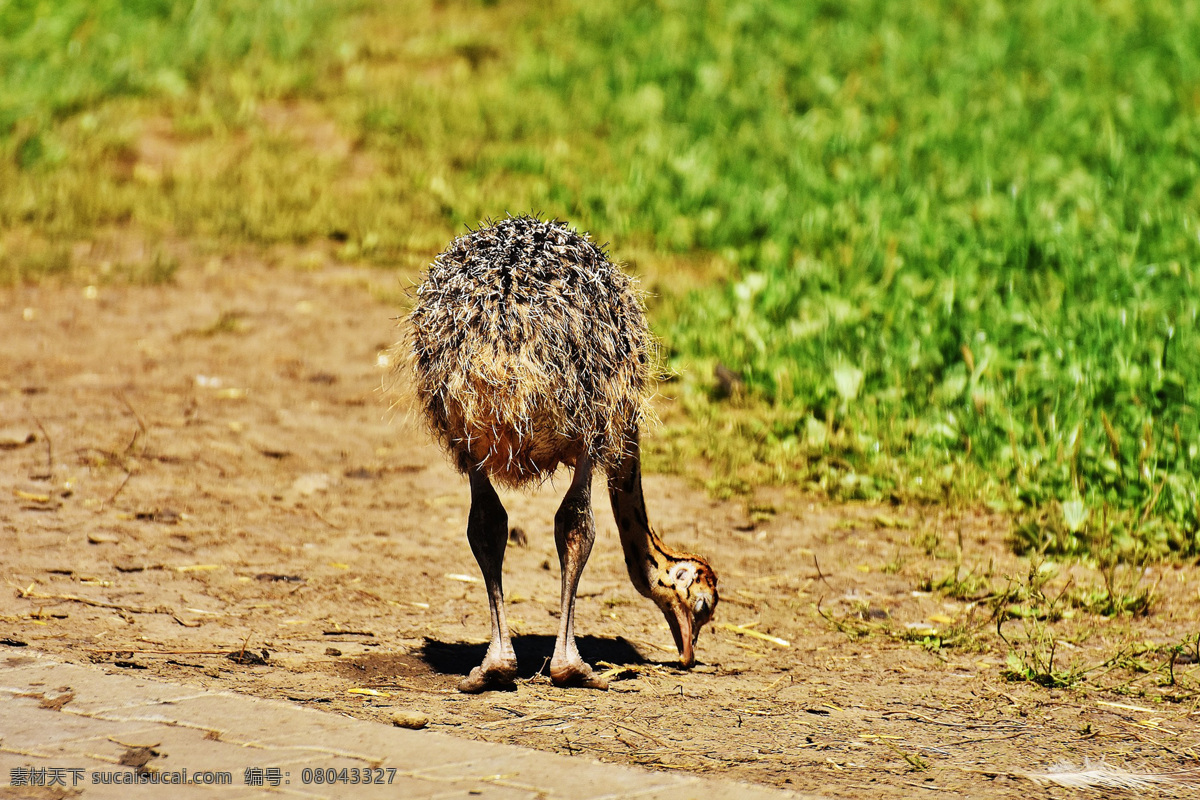 struthio camelus 非洲鸵鸟 鸟类 大型鸟类 野生动物 common ostrich