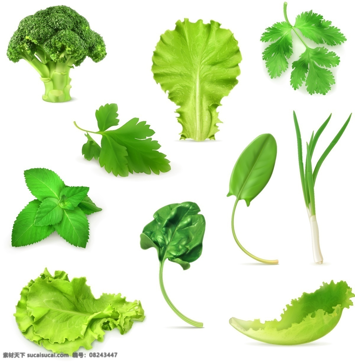 款 绿色 蔬菜 植物 叶片 矢量 绿色植物 西兰花 芹菜 薄荷 菠菜 葱 生菜 绿色蔬菜 文化艺术 绘画书法