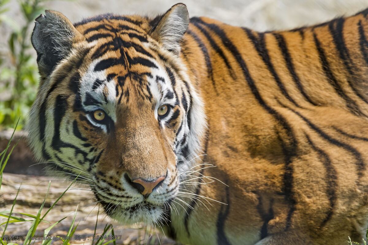 老虎 虎 山林之王 动物 猛兽 眼神 威武 生物世界 野生动物 老虎照片 老虎图片 风景