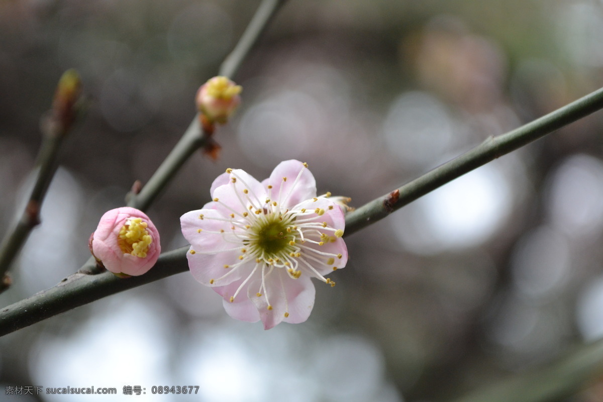 粉色的梅花 梅花图片 灰色