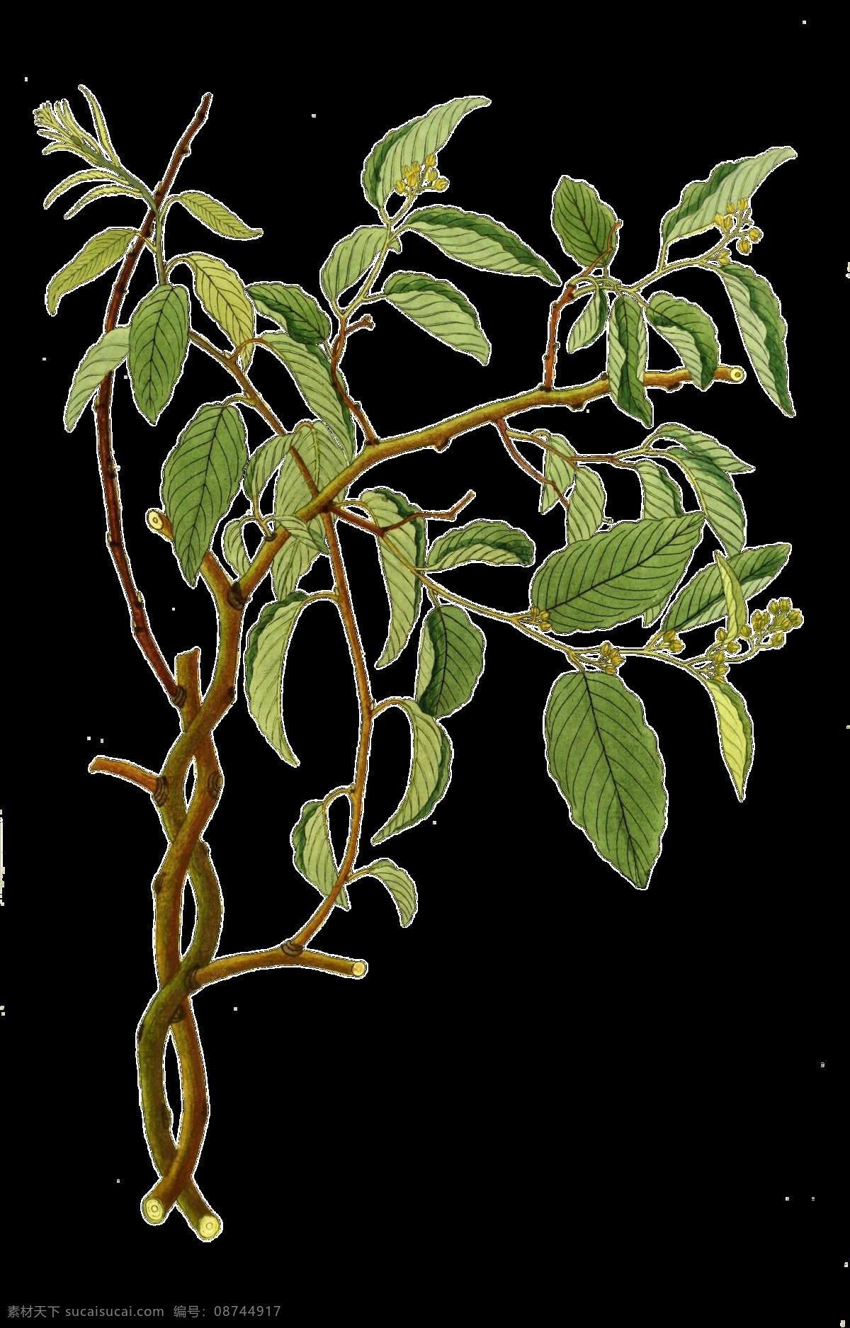 手绘 逼真 棵 桂花树 透明 植物 绿色 绿叶 免扣素材 树枝 透明素材 装饰图片 棕色