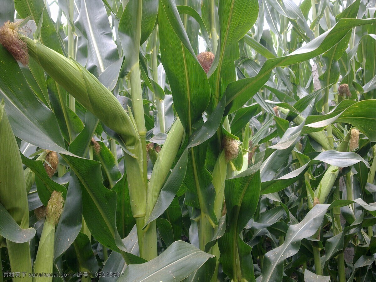 玉米 苞米 青苞米 青玉米 绿玉米 生物世界 蔬菜