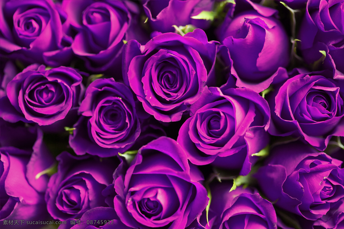 紫色玫瑰 七夕 情人节 紫色 玫瑰 紫外光 高贵 生物世界 花草