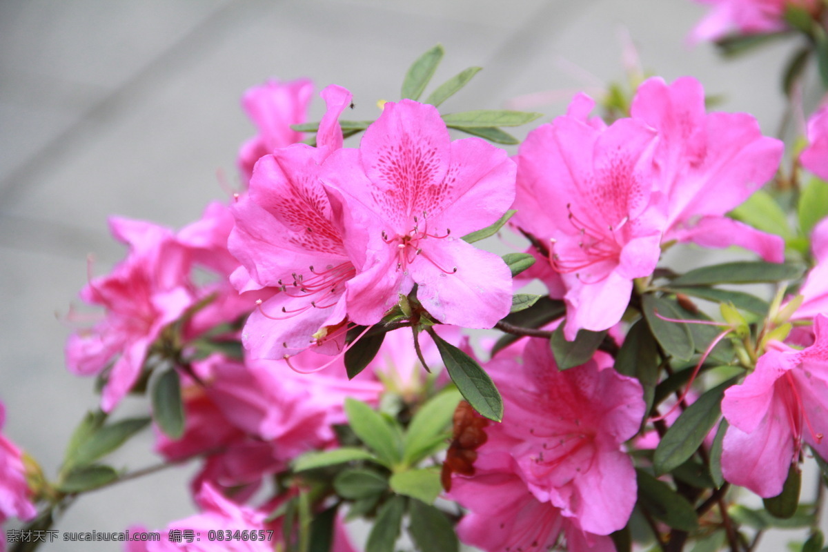 杜鹃花 植物 粉色 唯美 盛开 花朵 花卉 生物世界 花草