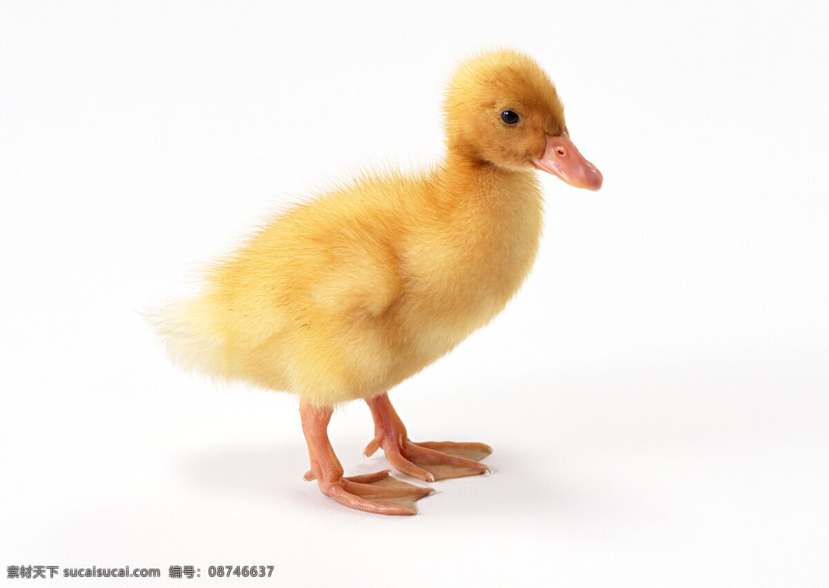 小 动物 动物世界 小动物 小鸭 鸭子 毛绒绒 生物世界