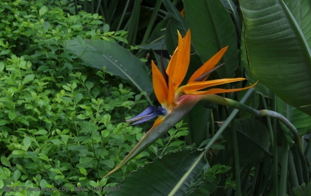 鹤望兰 天堂鸟 极乐鸟花 花卉 花草 观赏花卉 园林景观 绿化景观 花瓣 花卉大观园 生物世界