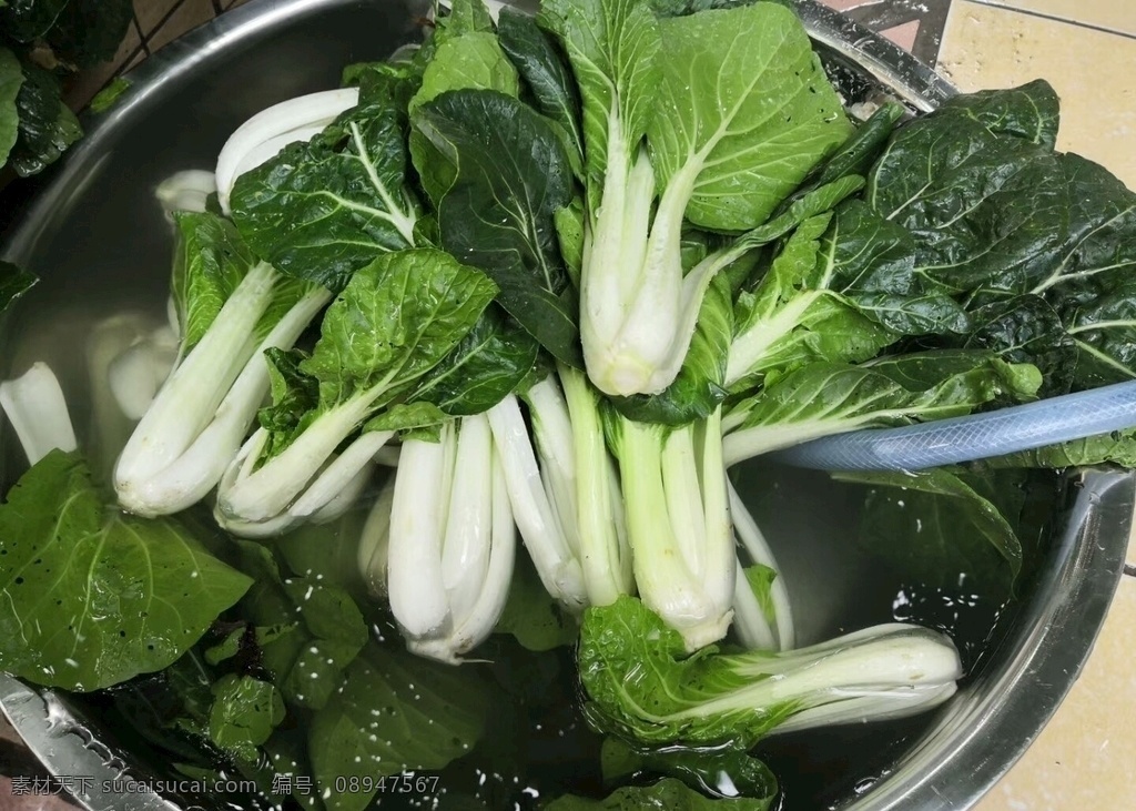 小白菜 青菜 素菜 蔬菜 小菜 生物世界