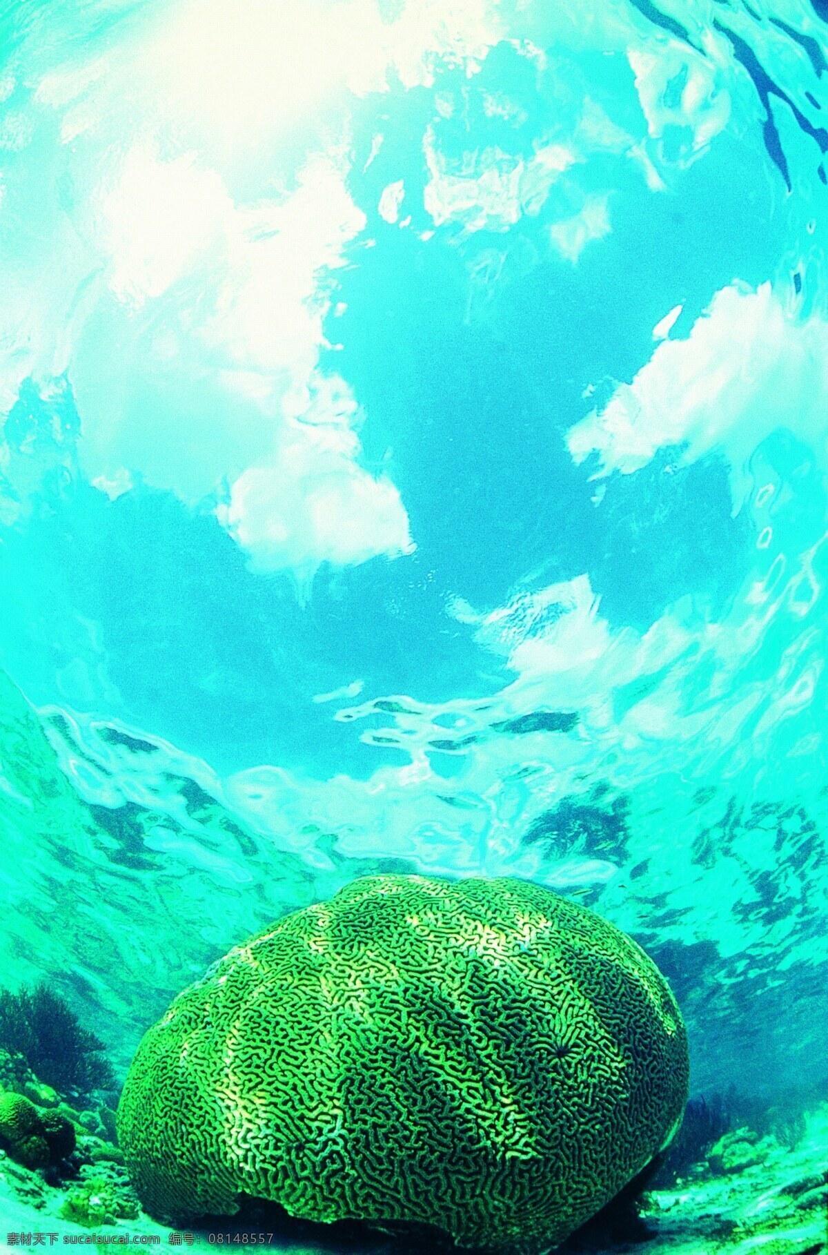 海底免费下载 碧海 大海 广告 大 辞典 海底 海水 海藻 礁石 珊瑚 深海 神秘 鱼群 生物 生物世界