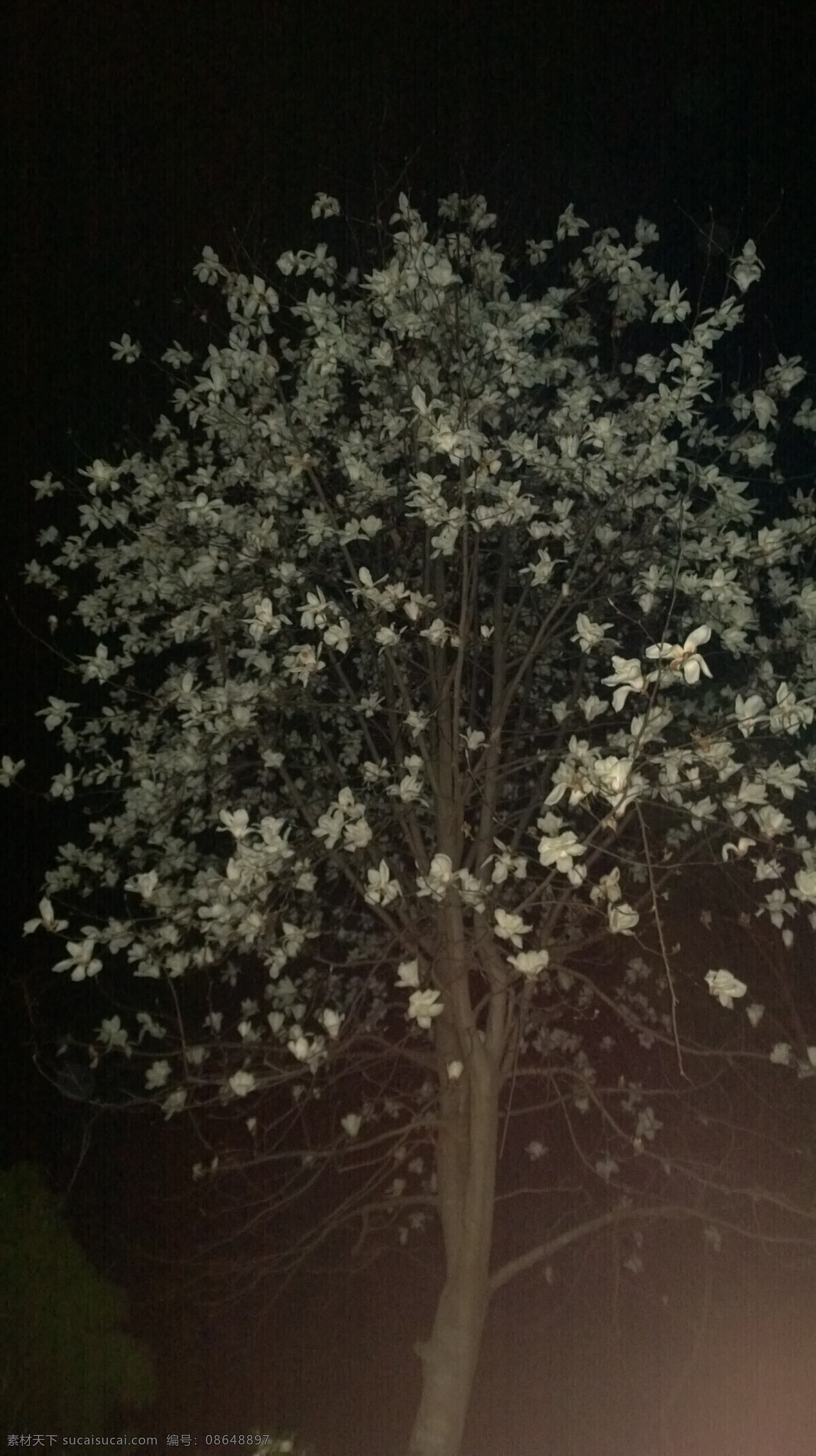 满树的玉兰花 玉兰花 满树 白花 满枝 广玉兰 夜拍 玉兰 植物 生物世界 树木树叶