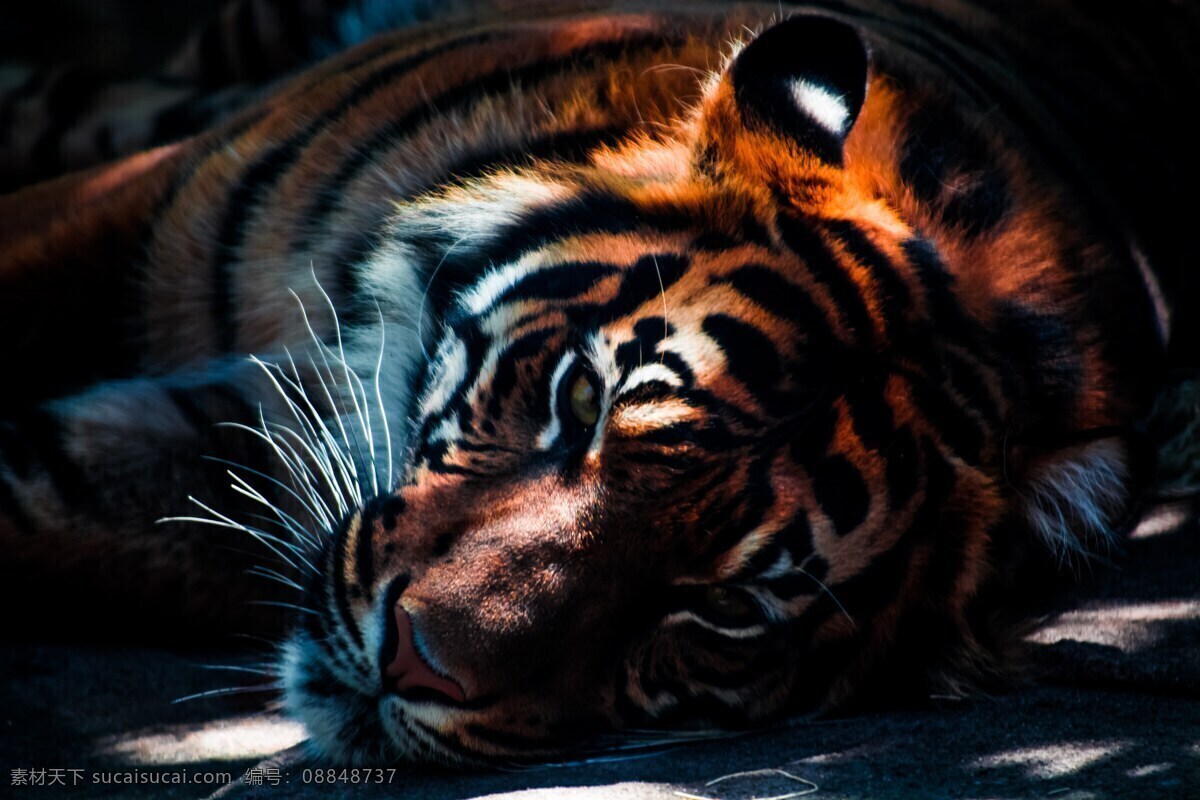 野生动物虎 虎 野生动物 动物 捕食者 危险 哺乳动物 老虎