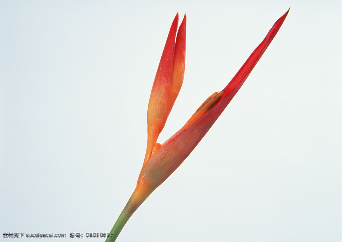 花免费下载 插花 插花艺术 高清花朵 花 花朵 花朵花束 浪漫花朵 玫瑰 情人节花 水珠 鲜花装饰 节日素材 情人节七夕