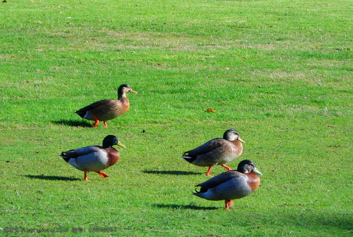 新西兰 野鸭湖 风景 绿地 草地 草坪 野鸭子 群鸭 憨态 悠闲 生物世界 家禽家畜 绿色
