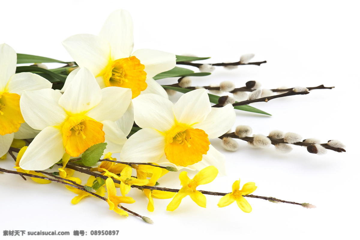 美丽 花朵 春天鲜花 美丽鲜花 花卉 花枝 花草树木 生物世界