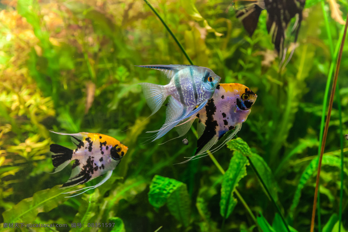 海洋生物 大海 海底 海底世界 生物世界 水草 鱼 鱼类 洋生物 鱼群