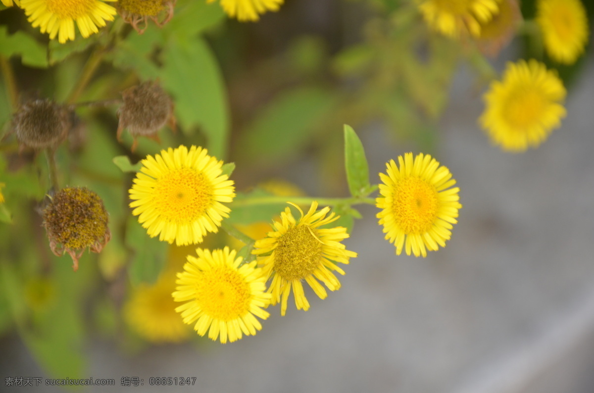 花卉 旋覆花 金佛花 菊科 头状花序 舌状花 管状花 都为黄色 花卉系列 生物世界 花草