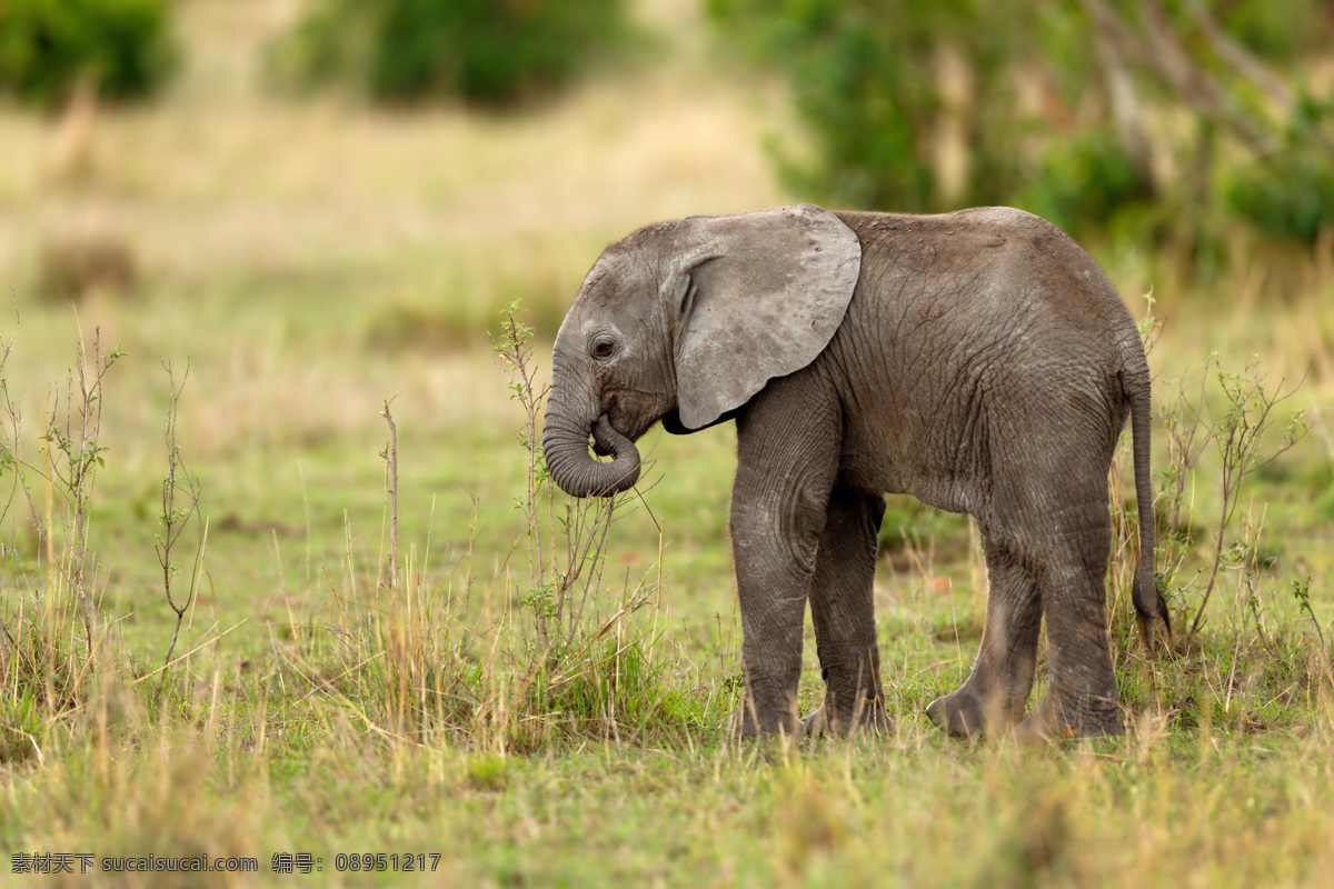 草地 上 小象 大象 野象 动物 陆地动物 野生动物 动物世界 动物摄影 生物世界