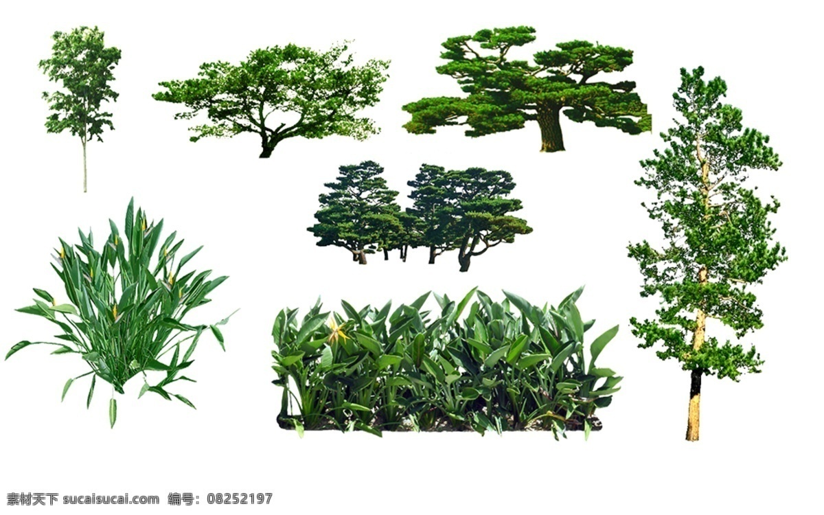 灌木 景观 分层 源文件 黑松鹤 望兰 核桃 灌木景观素材 乔木 园林植物 树 植物素材