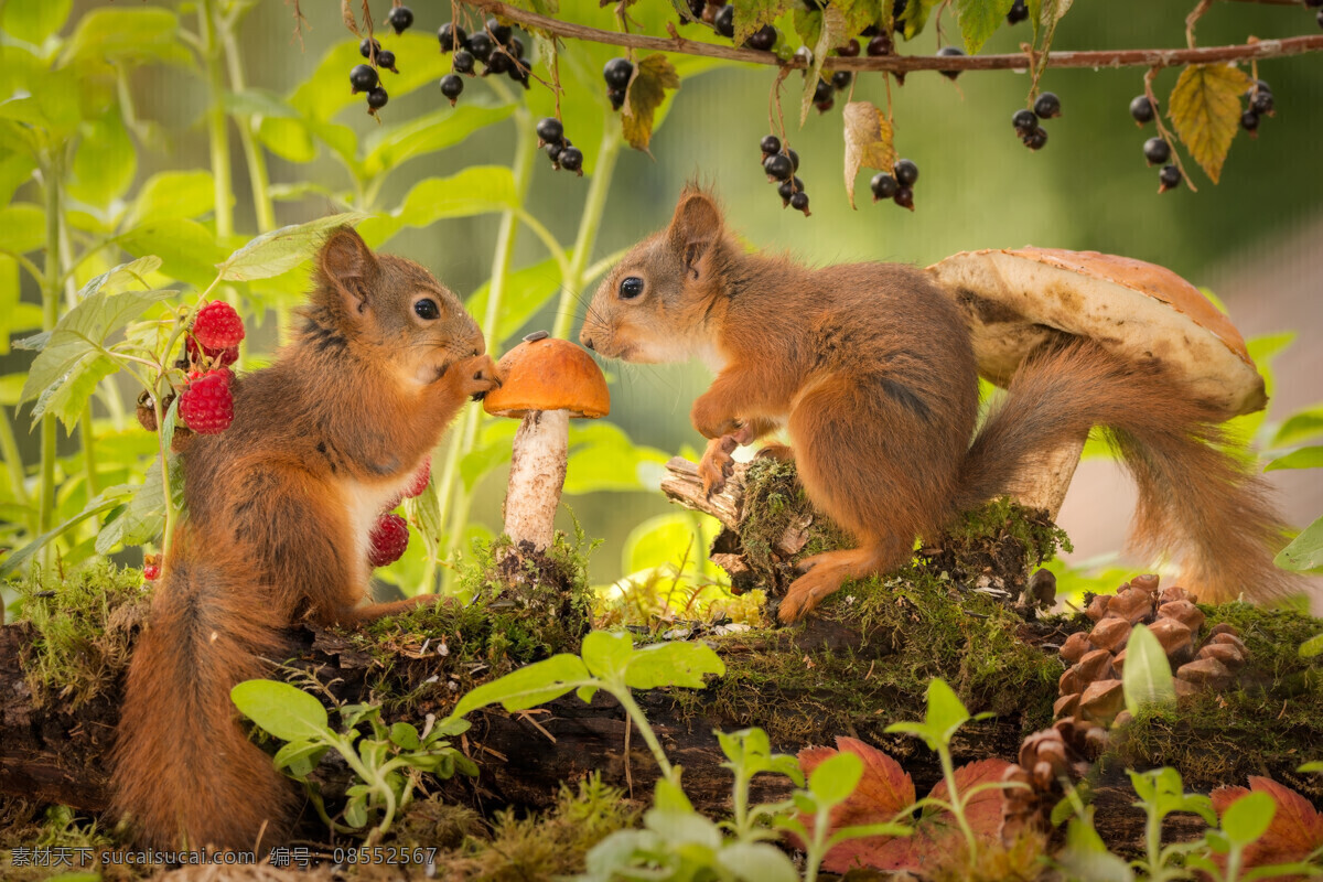 两只小松鼠 小松鼠 松鼠 野生动物 呆萌松鼠 可爱松鼠 松鼠觅食 可爱动物 保护动物 动物特写 蘑菇 果子 果实 觅食 伙伴 生物世界