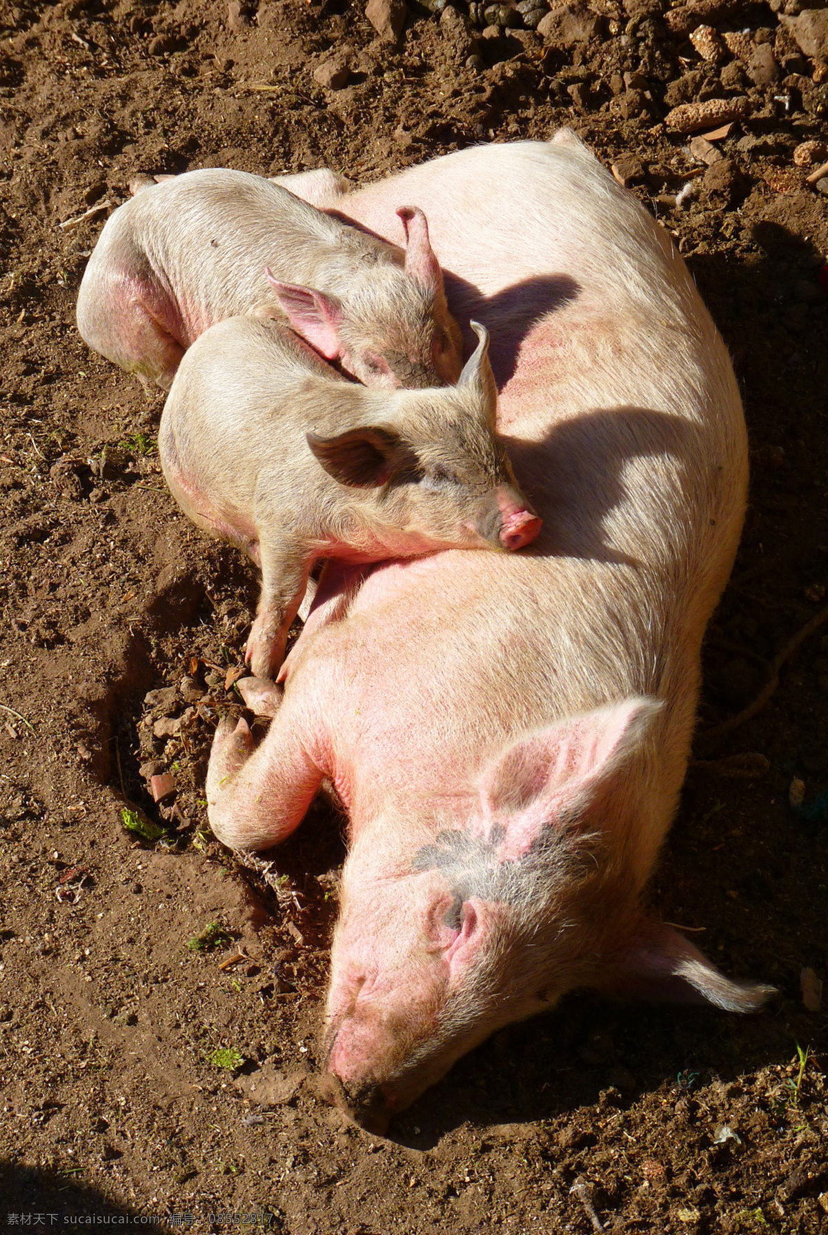 野猪 家猪 家畜 豕舒胖子 黑面郎 pig swine