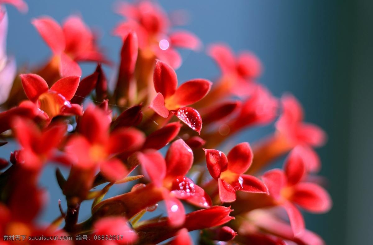 唯美 红色 长寿 花 朵 花卉 花枝 花草