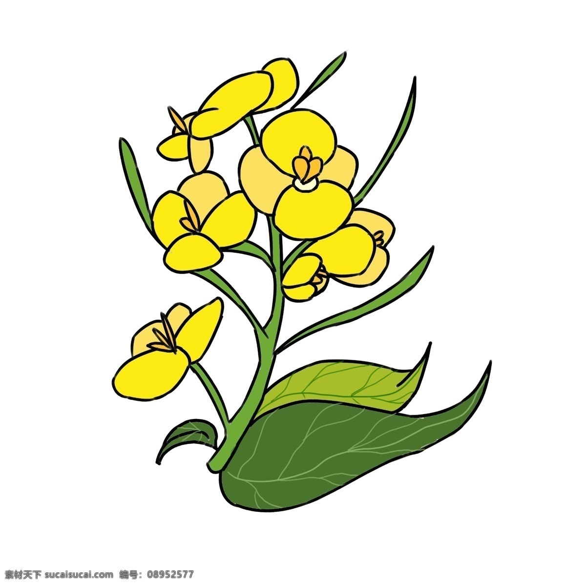 唯美 鲜花 黄色 花朵 一束油菜花 绽放油菜花 唯美鲜花 油菜花插画 黄色花朵插画 绿色叶子插画