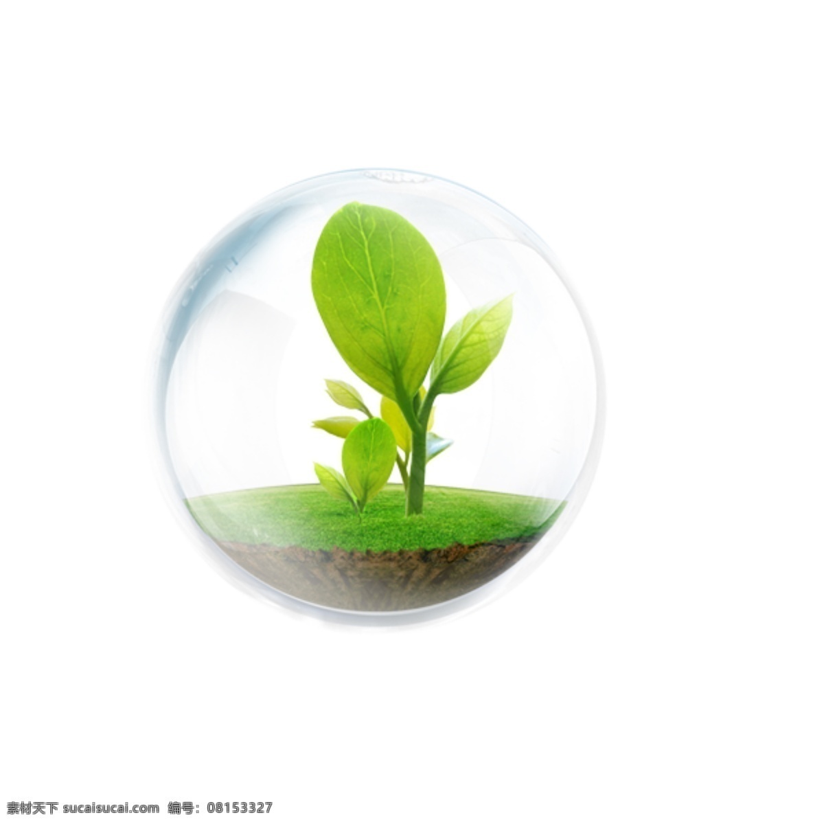 爱护 植物 植树节 气泡 春天 绿色 发芽 白色