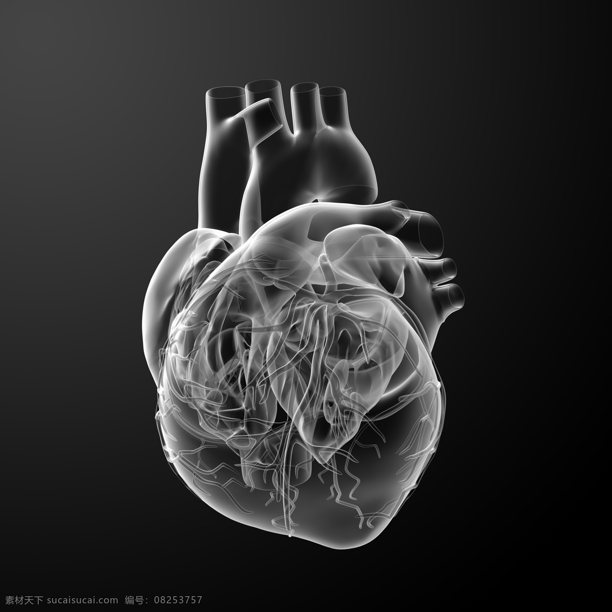 心脏结构 心脏 人体结构 人体骨骼 人体肌肉 人体标本 人体构造 医学 医疗 科学研究 现代科技