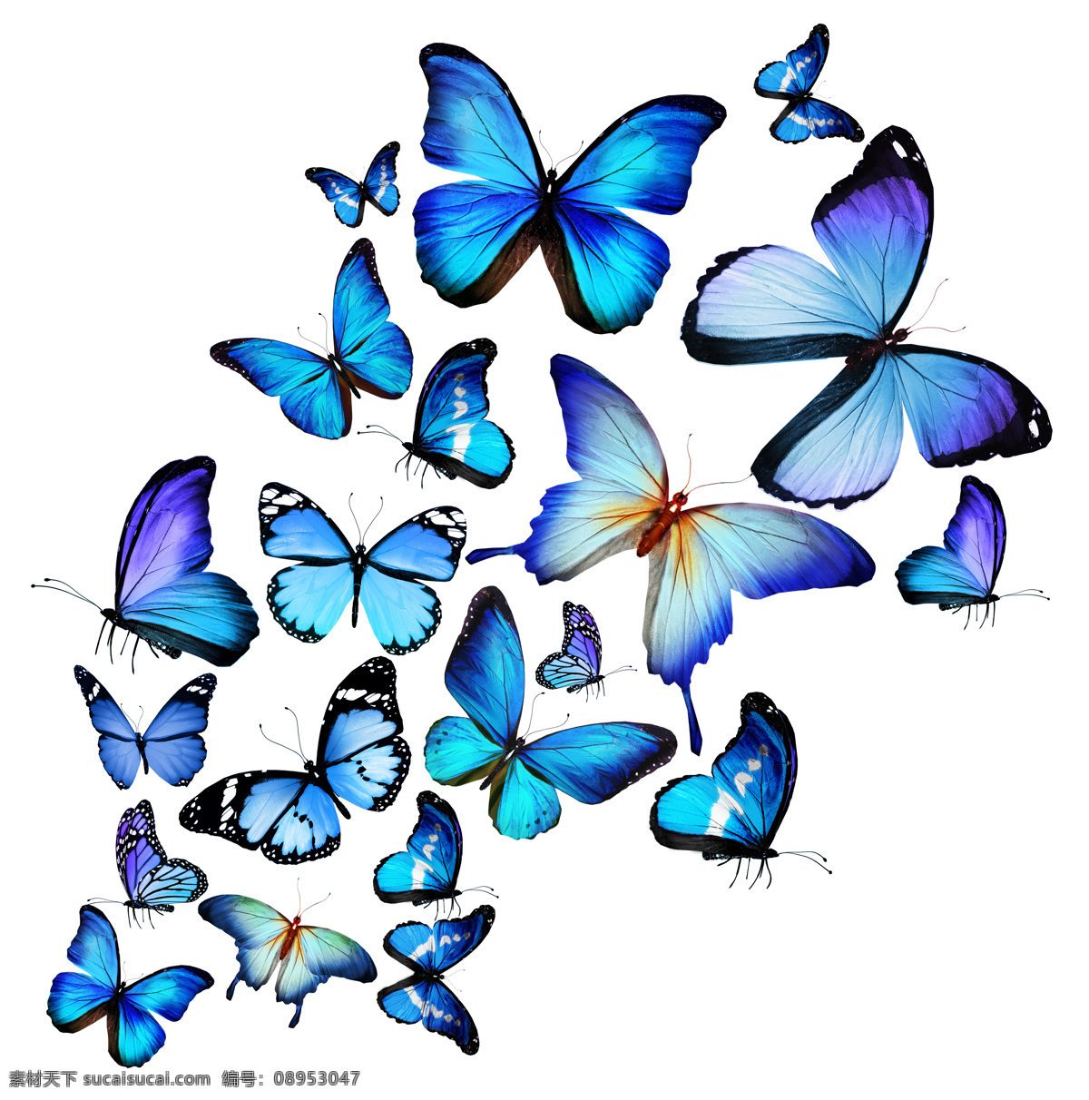 蓝色 蝴蝶 蓝色蝴蝶 美丽蝴蝶 动物昆虫 花草树木 生物世界