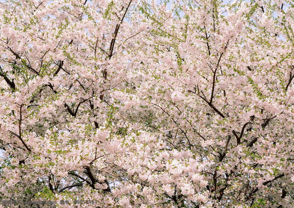 春天 花朵 春暖花朵 春天风景 春天花朵 高清图片素材 花朵图片 花卉 李花盛开 桃花 桃花林 桃花盛开 李花 杏花 植物