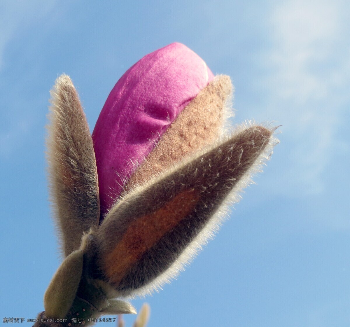 粉红色玉兰 玉兰 芽 粉红色 开花 树 花 花瓣 自然 增长 蓝色
