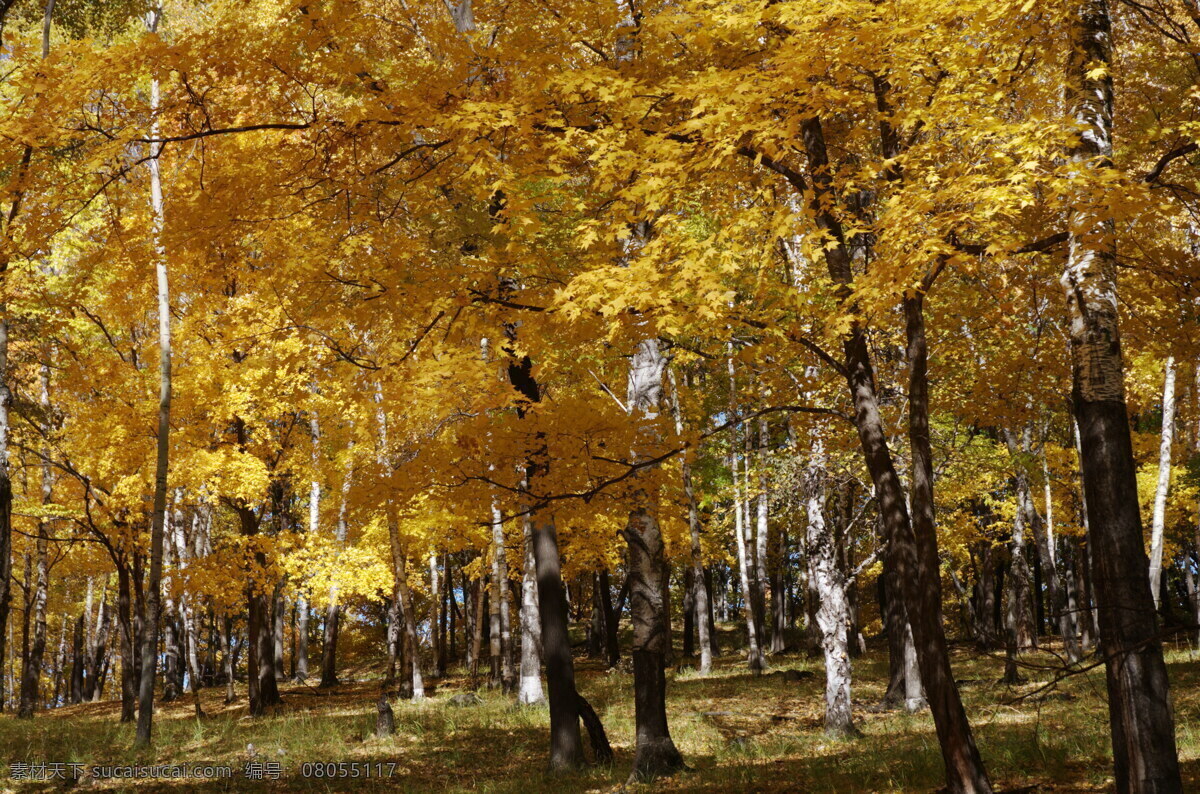梧桐树 灌木林 桦树林 秋色 黄色的叶子 黄色 生物世界 树木树叶
