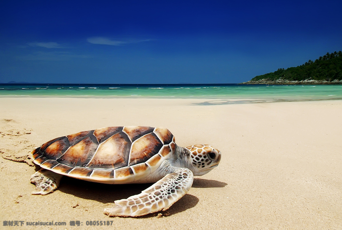 沙滩 乌龟 海龟 水中生物 动物 野生动物 动物世界 动物摄影 生物世界
